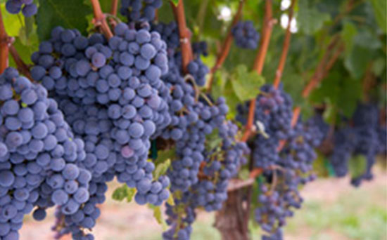 Vigne et terroir pour votre incentive dans le beaujolais