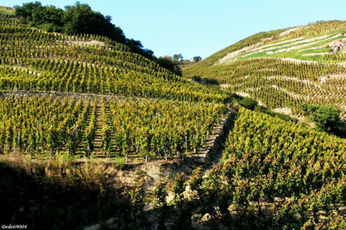 terroir et vignobles