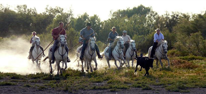 séminaire en Camargue