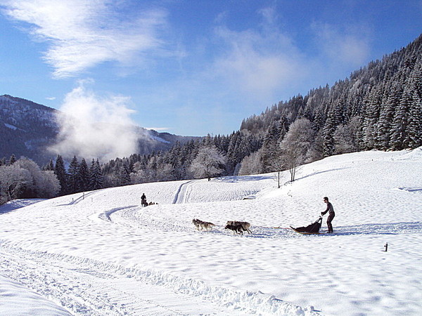 chiens de traineaux