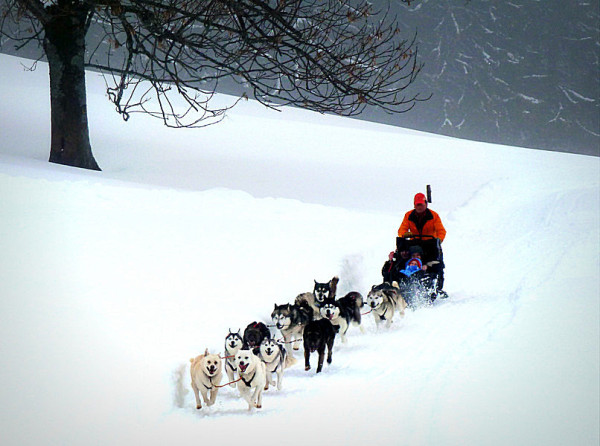 chiens de traineaux