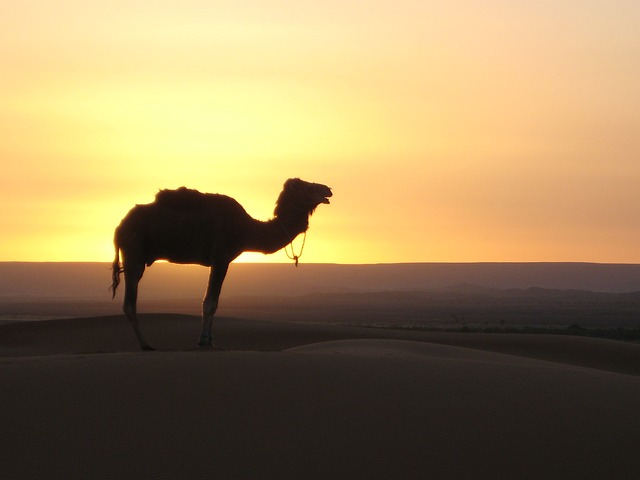 Promenade à dos de chameaux dans le désert pour votre séminaire au Maroc.