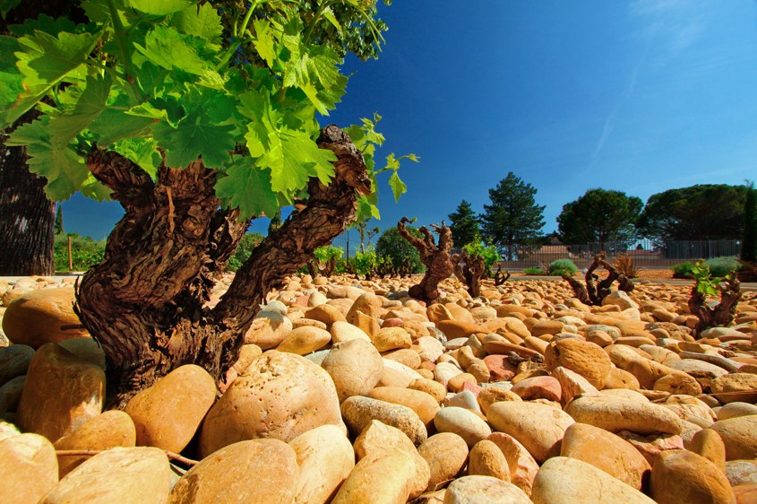 Dégustation de vin en Provence pour votre séminaire