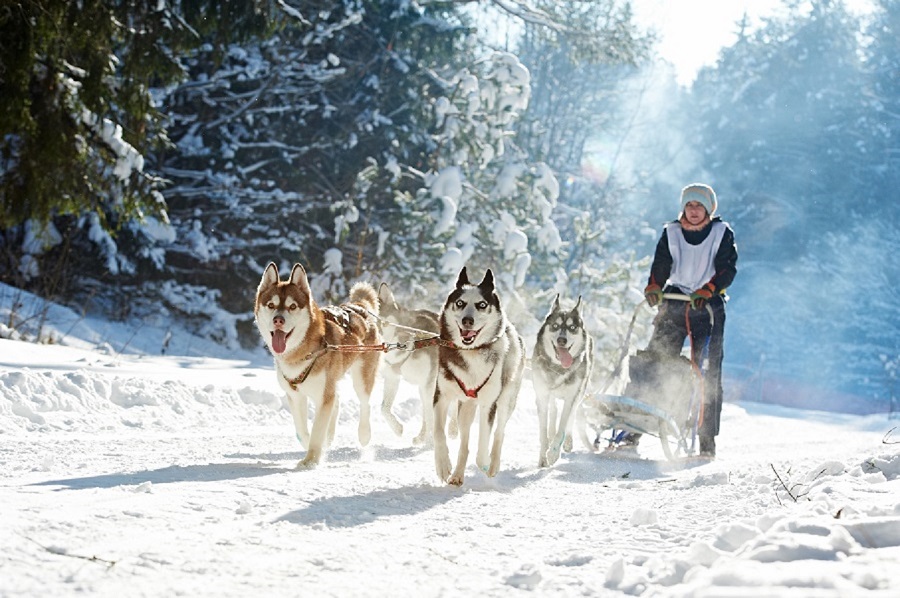 séminaire chiens de traineaux quebec