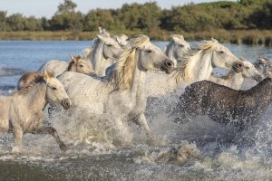 alt="séminaire team-building en Camargue