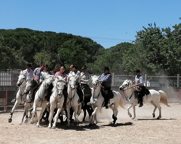 visite manage démonstration chevaux